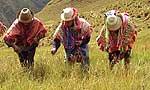 Mejorar los Pastos Naturales
