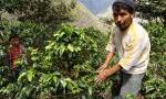 Visita en la zona cafetalera de Lares
