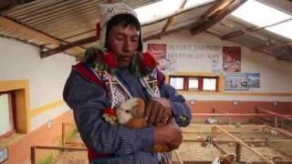 2013 - Video Pasantias - La crianza de Cuyes